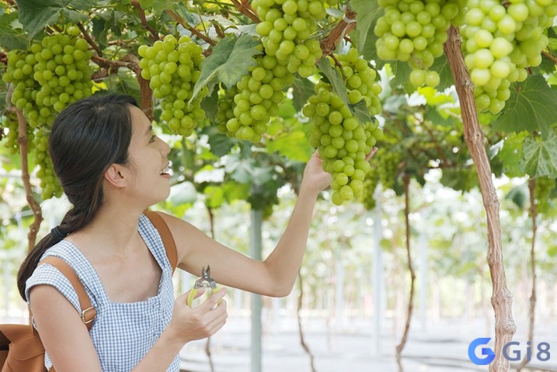 Mộng thấy hái trái cây cho thấy bạn sẽ nhận được nhiều niềm vui Mộng thấy hái trái cây cho thấy bạn sẽ nhận được nhiều niềm vui
