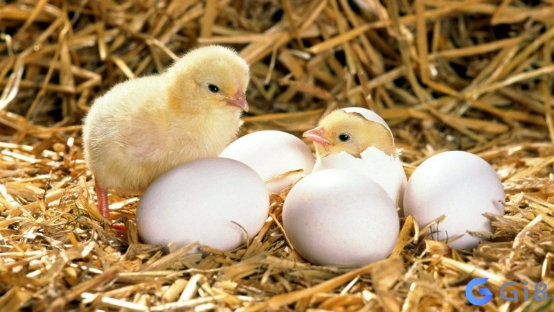 Nắm rõ dự báo khi mơ thấy gà để chuẩn bị cho sự thay đổi sắp tới Nắm rõ dự báo khi mơ thấy gà để chuẩn bị cho sự thay đổi sắp tới