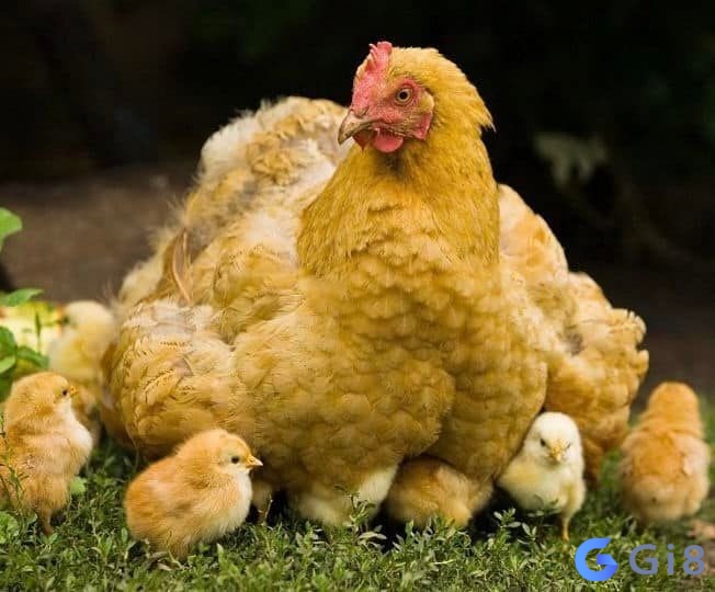 Dựa vào tình tiết mơ để việc luận giải chuẩn xác Dựa vào tình tiết mơ để việc luận giải chuẩn xác
