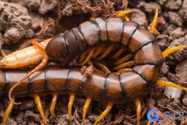 Con rết số bao nhiêu giúp đề thủ ăn tiền chiều nay? Con rết số bao nhiêu giúp đề thủ ăn tiền chiều nay?