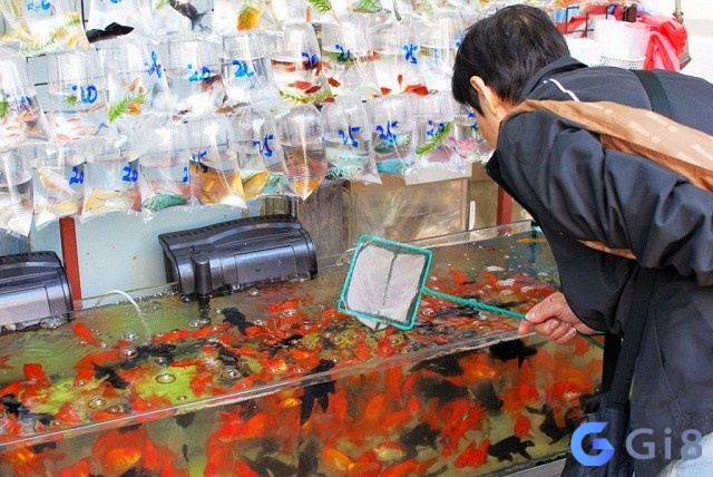 Mơ thấy mua cá mang lại nhiều tài lộc Mơ thấy mua cá mang lại nhiều tài lộc