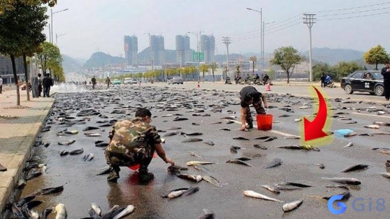 Nằm mơ thấy cá trên bờ báo hiệu rắc rối trong công việc Nằm mơ thấy cá trên bờ báo hiệu rắc rối trong công việc