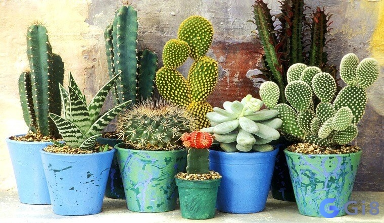 Mơ thấy cây xương rồng đánh đề con gì hãy hỏi ý kiến các nhà luận giải Mơ thấy cây xương rồng đánh đề con gì anh em hãy nên cân nhắc cẩn thận các chi tiết trong mơ