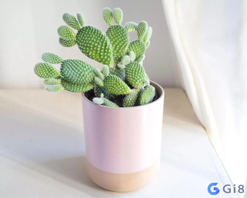 Mơ thấy cây xương rồng trong nhà là một điềm báo không tốt Mơ thấy cây xương rồng trong nhà là một điềm báo không tốt