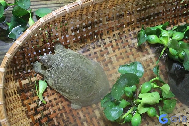 Ngủ mơ thấy bắt được ba ba là dấu hiệu của vận may Ngủ mơ thấy bắt được ba ba là dấu hiệu của vận may