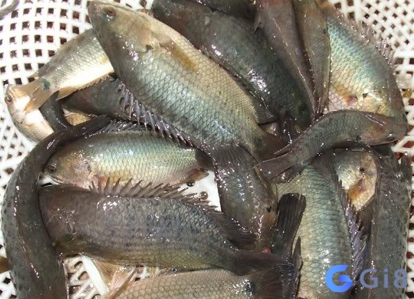 Mơ thấy con cá đánh đề con gì? Thấy cá rô đánh ngay: 20 – 40 – 82 Mơ thấy con cá đánh đề con gì? Thấy cá rô đánh ngay: 20 – 40 – 82
