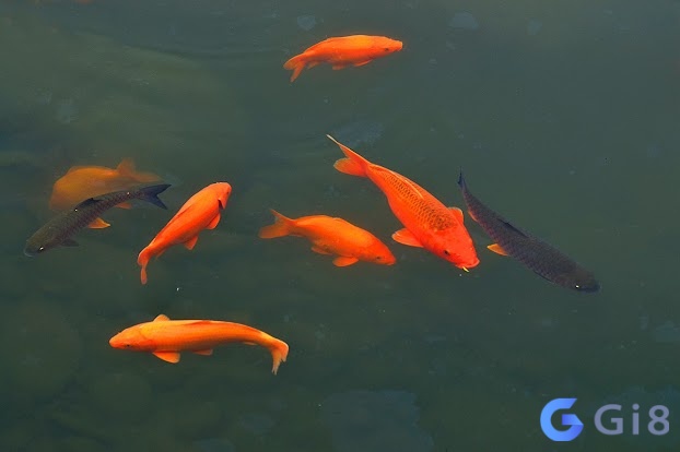 Mơ cá tung tăng bơi lội dưới nước là điềm báo lành Mơ cá tung tăng bơi lội dưới nước là điềm báo lành