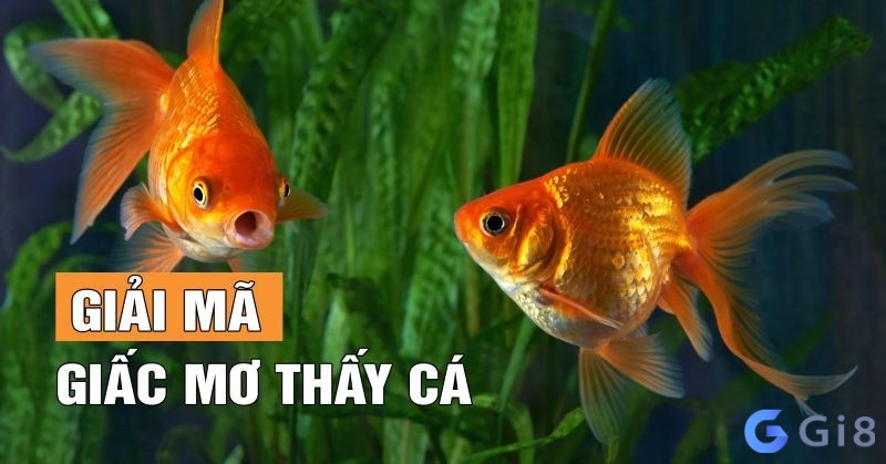 Mỗi giấc mơ thấy cá khác nhau ẩn chứa dự báo khác nhau cho chủ nhân giấc mơ Mỗi giấc mơ thấy cá khác nhau ẩn chứa dự báo khác nhau cho chủ nhân giấc mơ
