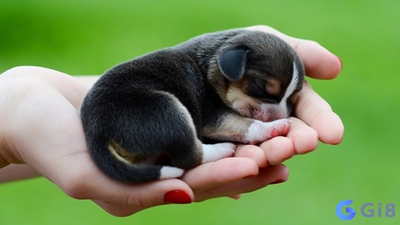 Mơ thấy chó con là điềm báo về một cuộc sống vui vẻ Mơ thấy chó con là điềm báo về một cuộc sống vui vẻ