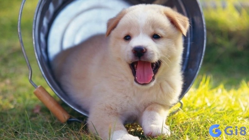 Ngủ mơ thấy con chó đánh đề con gì anh em hãy xem qua viết Ngủ mơ thấy con chó đánh đề con gì anh em hãy xem qua viết
