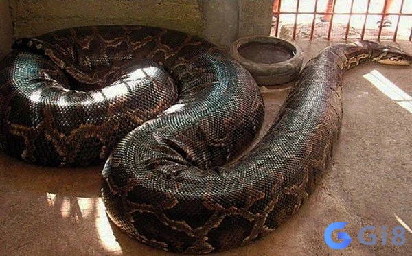Chiêm bao thấy con trăn khổng lồ là dự báo về những điềm may mắn Chiêm bao thấy con trăn khổng lồ là dự báo về những điềm may mắn