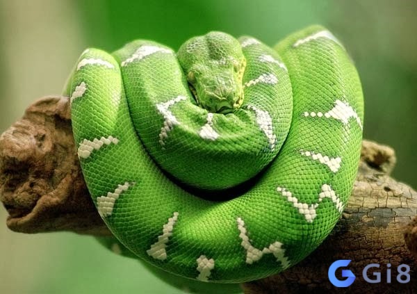 Mơ thấy trăn xanh báo hiệu về những mối quan hệ mới Mơ thấy trăn xanh báo hiệu về những mối quan hệ mới