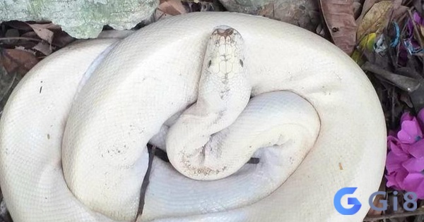 Nằm chiêm bao trăn màu trắng nhắc nhở anh em trong các quyết định kinh doanh Nằm chiêm bao trăn màu trắng nhắc nhở anh em trong các quyết định kinh doanh