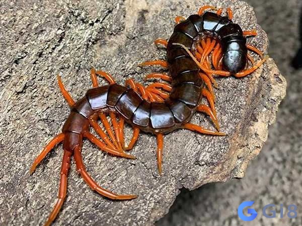 Có từng thắc mắc con rết là số gì hay không nếu con rết đã chết thì sao Rết chết là một điềm rất xấu - nhớ tìm hiểu xem mơ thấy con rết là số gì để tìm cách đổi vận