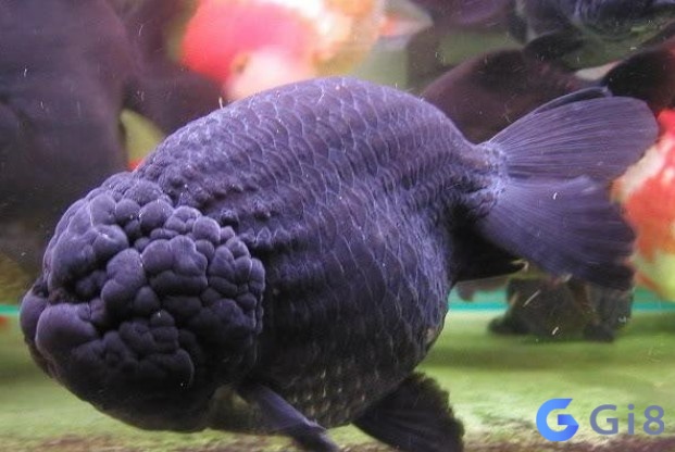 Đồng hành cùng gi88 giải mã chi tiết mơ thấy cá đen đánh đề con gì! Đồng hành cùng gi88 giải mã chi tiết mơ thấy cá đen đánh đề con gì!