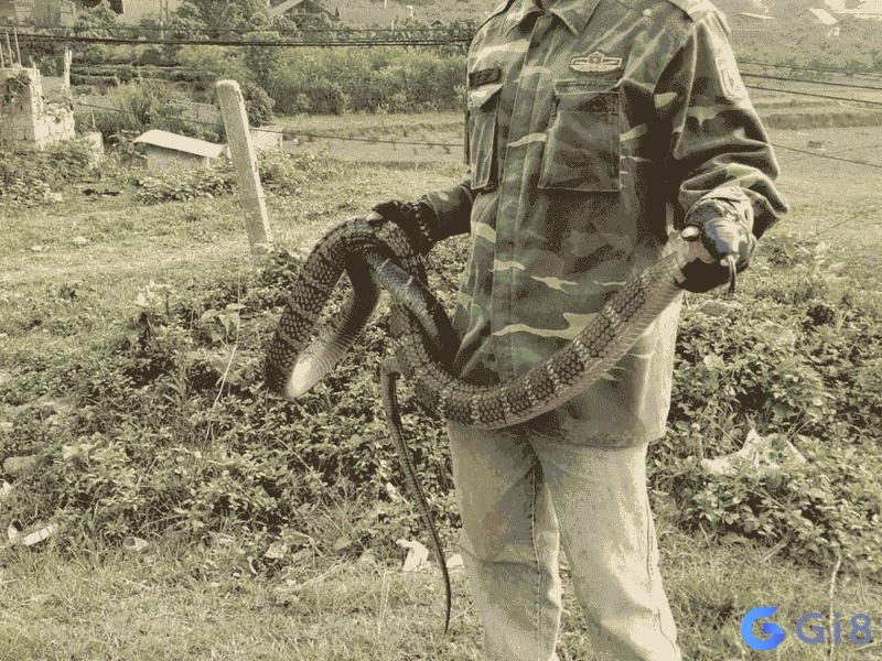Mơ thấy câu được rắn trong một hồ nước thể hiện bạn đang tìm kiếm sự đổi mới trong cuộc sống Mơ thấy câu được rắn trong một hồ nước thể hiện bạn đang tìm kiếm sự đổi mới trong cuộc sống