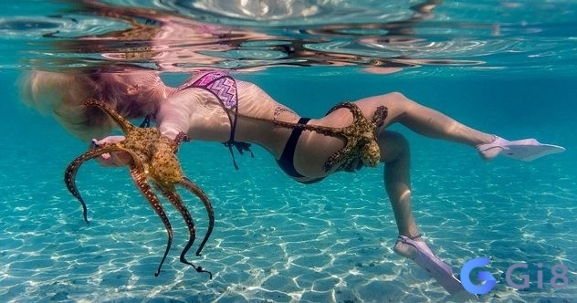 Nằm mộng thấy mình bị bạch tuộc tấn công là điềm báo liên quan đến vấn đề sức khỏe Nằm mơ thấy mình bị bạch tuộc tấn công là điềm báo liên quan đến vấn đề sức khỏe