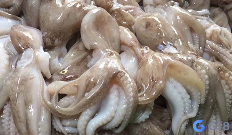 Mơ thấy con bạch tuộc đánh đề con gì là chủ đề được nhiều cược thủ quan tâm Mơ thấy con bạch tuộc đánh đề con gì là chủ đề được nhiều cược thủ quan tâm