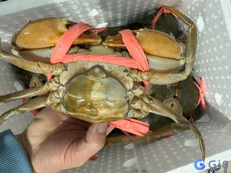 Mơ thấy được tặng cua biển là dấu hiệu vận may đến Mơ thấy được tặng cua biển là dấu hiệu vận may đến