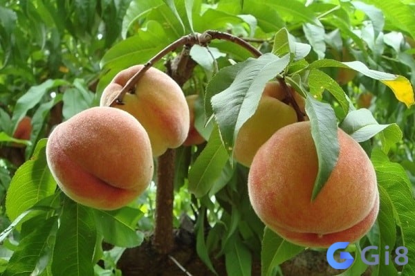 Việc luận giải sẽ dựa trên tình tiết mơ cụ thể Việc luận giải sẽ dựa trên tình tiết mơ cụ thể