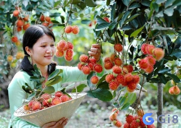 Mơ thấy trái chín giúp gia chủ tiên đoán tương lai Mơ thấy trái chín giúp dự đoán chuyện trong tương lai