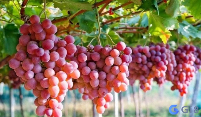 Gia chủ hình dung rõ nét trải nghiệm mơ để luận giải Gia chủ hình dung rõ nét trải nghiệm mơ để luận giải
