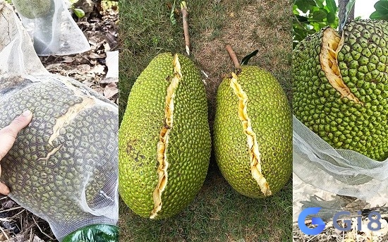 Mít nứt và rụng thì đó là điềm báo tin vui trong làm ăn nhé nằm mơ thấy hái quả mít chín và rụng thì đó là điềm báo tin vui trong làm ăn nhé