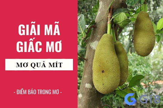 Nằm mơ thấy hái quả mít chín liên quan đến số mấy trong bộ môn lô đề? nằm mơ thấy hái quả mít chín nên đánh con số mấy?