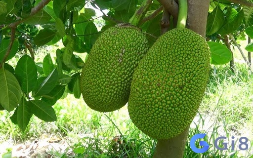 Mơ thấy hái mít còn xanh thì cần phải nỗ lực nhiều hơn nữa, nếu nằm mơ thấy hái quả mít chín thì tốt hơn nhiều Mơ thấy hái mít còn xanh thì cần phải nỗ lực nhiều hơn nữa còn nếu nằm mơ thấy hái quả mít chín có thể là điềm lành nhé