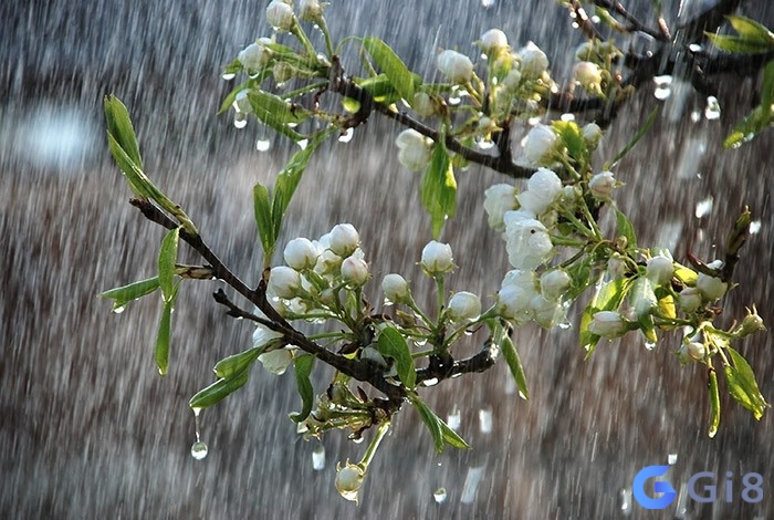 Nằm mơ thấy mưa to sẽ mang lại cho gia chủ số đề có tỷ lệ về lớn Nằm mơ thấy mưa to sẽ mang lại cho gia chủ số đề có tỷ lệ về lớn