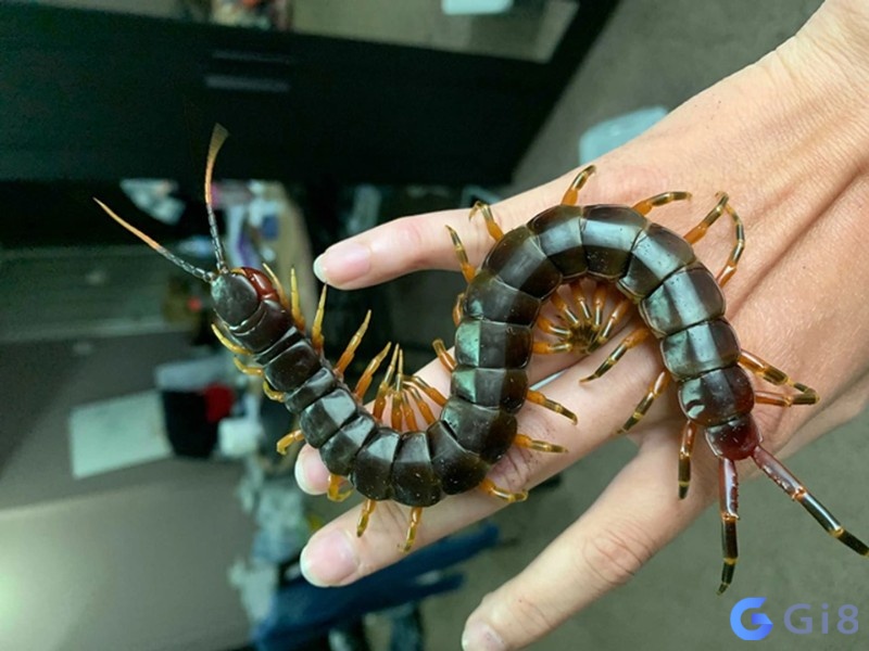 Gia chủ ghi nhớ điềm báo để chuẩn bị cho tương lai Gia chủ ghi nhớ điềm báo để chuẩn bị cho tương lai
