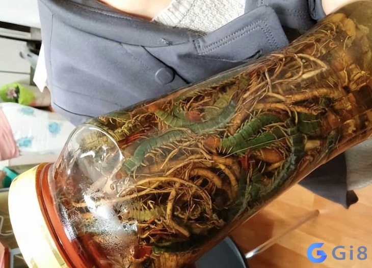 Mơ thấy rết giúp gia chủ dự đoán chuyện tương lai Mơ thấy rết giúp dự đoán chuyện tương lai