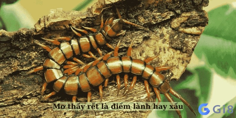 Giấc mơ thấy con rết chứa đựng điềm báo tương lai Giấc mơ thấy con rết chứa đựng điềm báo tương lai