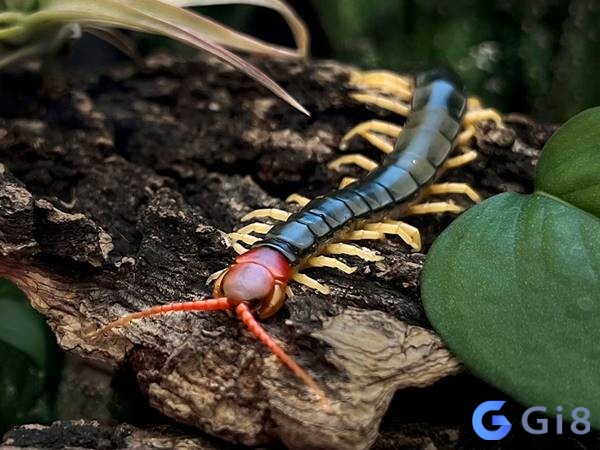 Phân tích con rết là số mấy tùy theo từng tình huống mơ Phân tích con rết là số mấy tùy theo từng tình huống mơ