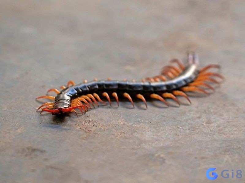 Giấc mơ thấy rết gây ám ảnh cho nhiều người Giấc mơ thấy rết gây ám ảnh cho nhiều người