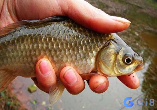 Ngủ mơ thấy mình được cho cá diếc dự báo về thành công trong công việc Ngủ mơ thấy mình được cho cá diếc dự báo về thành công trong công việc