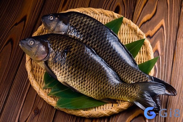 Mơ thấy cá diếc đánh đề con gì là câu hỏi được nhiều lô thủ quan tâm Mơ thấy cá diếc đánh đề con gì còn cần cân nhắc tình huống trong mơ ra sao