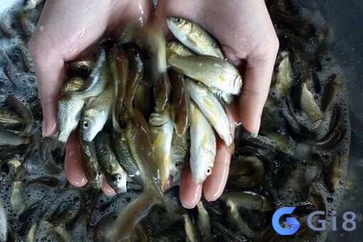 Nằm mơ thấy cá diếc con cho thấy cuộc sống hiện tại của bạn đang rất bình yên Nằm mơ thấy cá diếc con cho thấy cuộc sống hiện tại của bạn đang rất bình yên