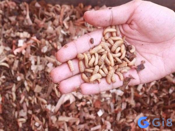 Giấc mơ thấy giòi chết là dấu hiệu cho sự kết thúc và khởi đầu mới Giấc mơ thấy giòi chết là dấu hiệu cho sự kết thúc và khởi đầu mới