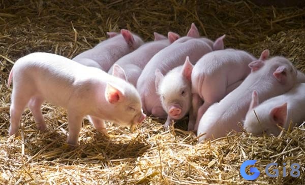Nằm mơ thấy heo con mang đến những tín hiệu tốt lành Nằm mơ thấy heo con mang đến những tín hiệu tốt lành