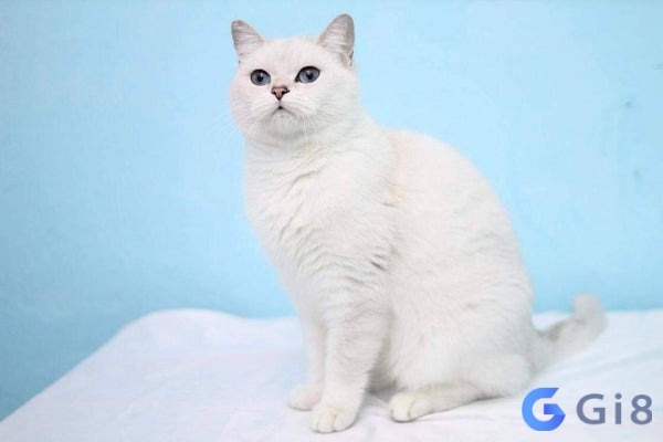 Khi nằm mơ thấy mèo trắng cho thấy đây là giấc mơ về tinh thần Khi nằm mơ thấy mèo trắng cho thấy đây là giấc mơ về tinh thần