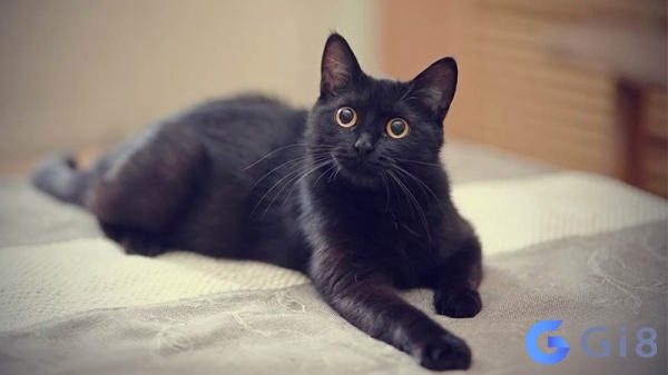 Chiêm báo thấy mèo đen mang đến cảm giá sợ hãi Chiêm báo thấy mèo đen mang đến cảm giá sợ hãi