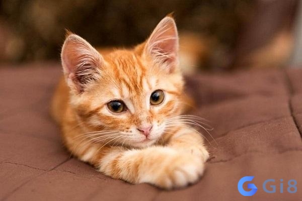Ngủ thấy con màu lông vàng sẽ là một giấc mơ về cơ hội trong tương lai gần Ngủ thấy con màu lông vàng sẽ là một giấc mơ về cơ hội trong tương lai gần