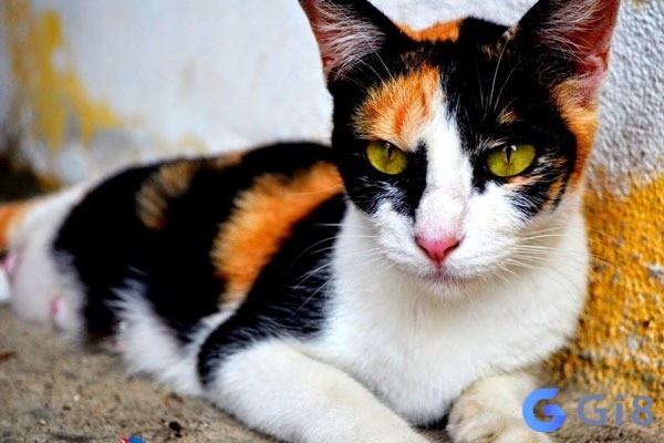 Ngủ nhìn thấy chú mèo tam thể là giấc mơ về cuộc sống sẽ đúng ý nguyện Ngủ nhìn thấy chú mèo tam thể là giấc mơ về cuộc sống sẽ đúng ý nguyện