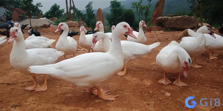 Mộng thấy ngan trắng là dấu hiệu của sự may mắn Mộng thấy ngan trắng là dấu hiệu của sự may mắn