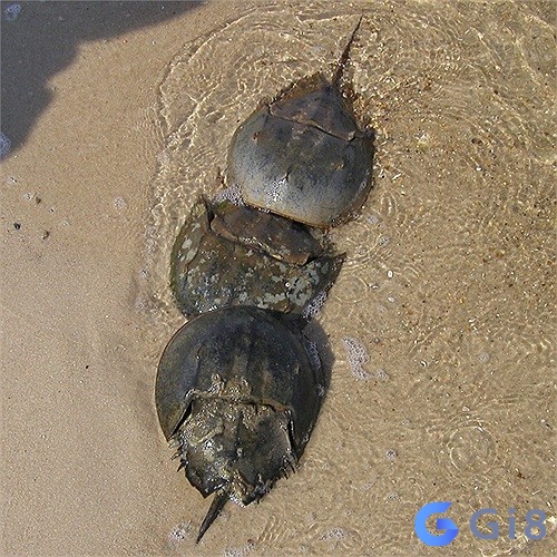 Chiêm bao về hình ảnh sam biển Chiêm bao về hình ảnh sam biển