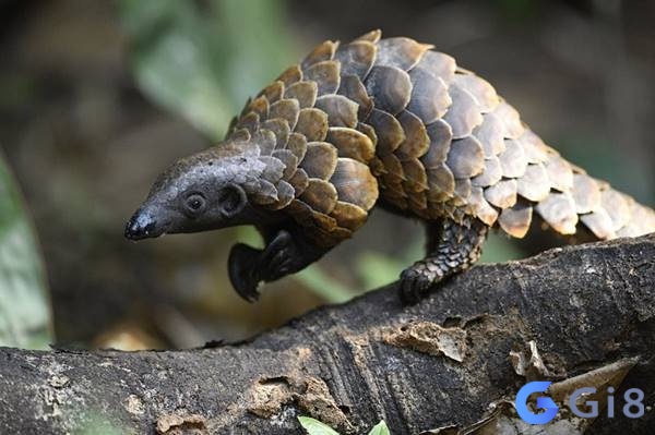 Thấy con tê tê con trong giấc mơ biểu thị sự ngây thơ và trong sáng Thấy con tê tê con trong giấc mơ biểu thị sự ngây thơ và trong sáng
