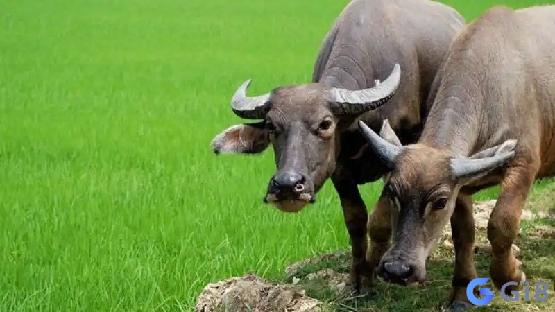 Khi thấy 2 con trâu là một giấc mơ về lời nhắc nhở đừng nản chí Khi thấy 2 con trâu là một giấc mơ về lời nhắc nhở đừng nản chí