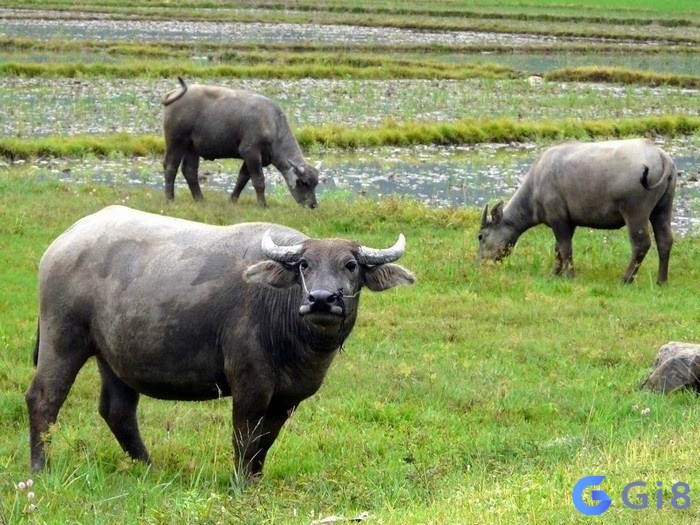 Giấc mơ khi thấy 3 con trâu là giấc mơ mang đến lời cảnh tỉnh về tư duy của bạn Giấc mơ khi thấy 3 con trâu là giấc mơ mang đến lời cảnh tỉnh về tư duy của bạn
