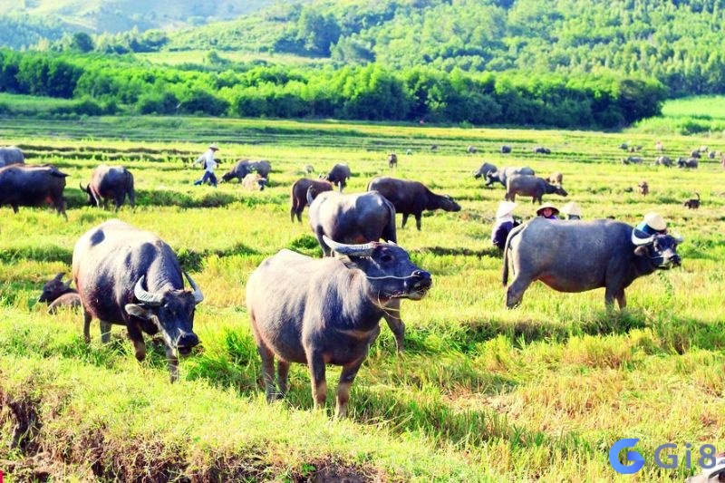 Mộng thấy trong giấc mơ xuất hiện một đàn trâu báo hiệu bạn sắp gặt hái thành công Mộng thấy trong giấc mơ xuất hiện một đàn trâu báo hiệu bạn sắp gặt hái thành công